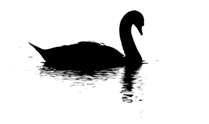 stock market black swan event