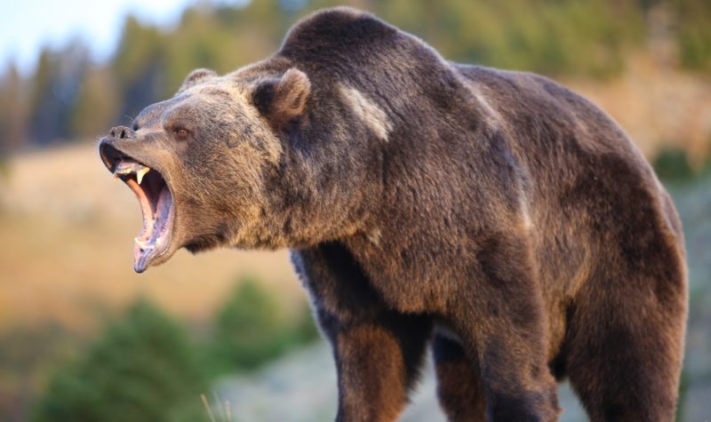 Bear necessities – 3 funds to profit from the bear market