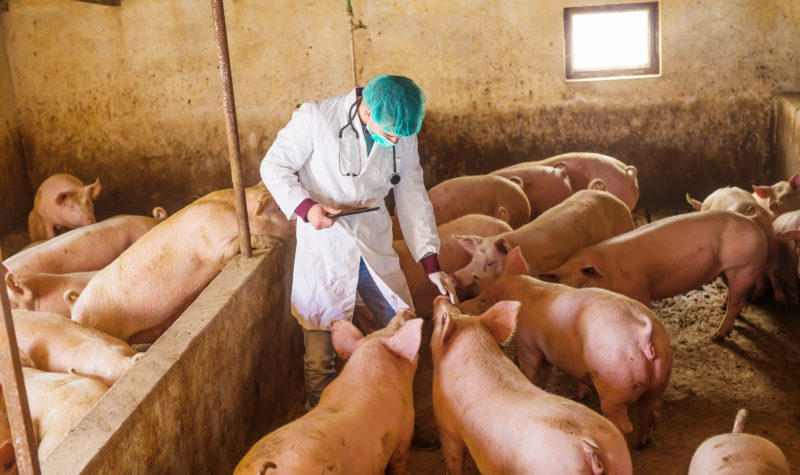 Markets respond positively to ECO Animal Health results