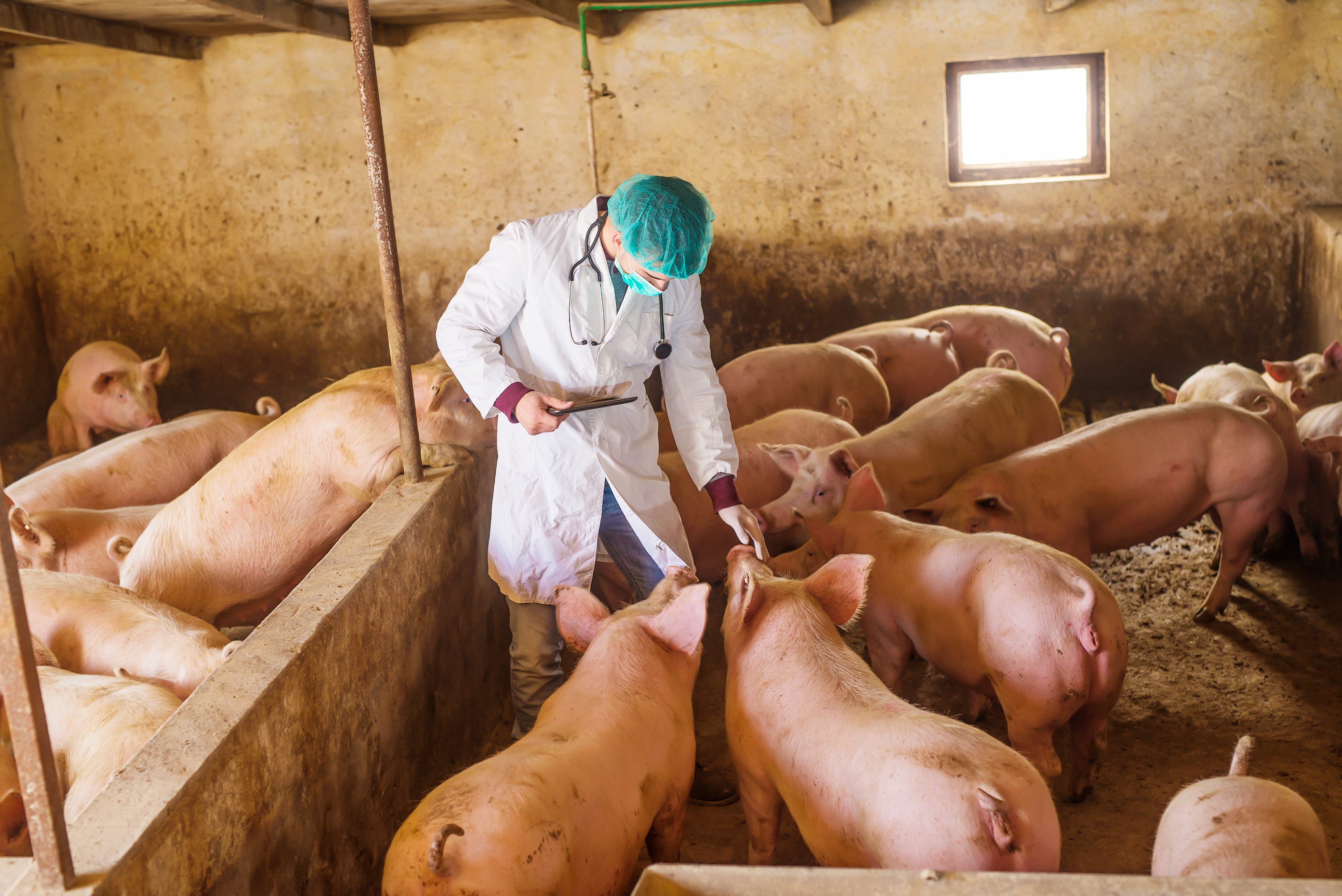 Eco animal. Селекция свиней. Обработки свиней на свинокомплексе. Вакцинация свиноматок и поросят на свинофермах.