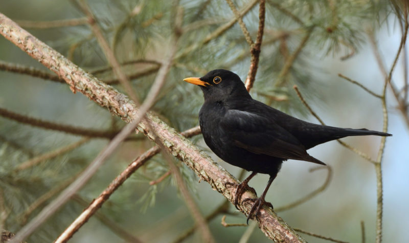 Blackbird – What Is The Collective Noun For Blackbirds?
