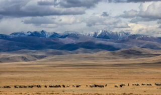 Petro Matad – Chasing The Mongolian Raptors
